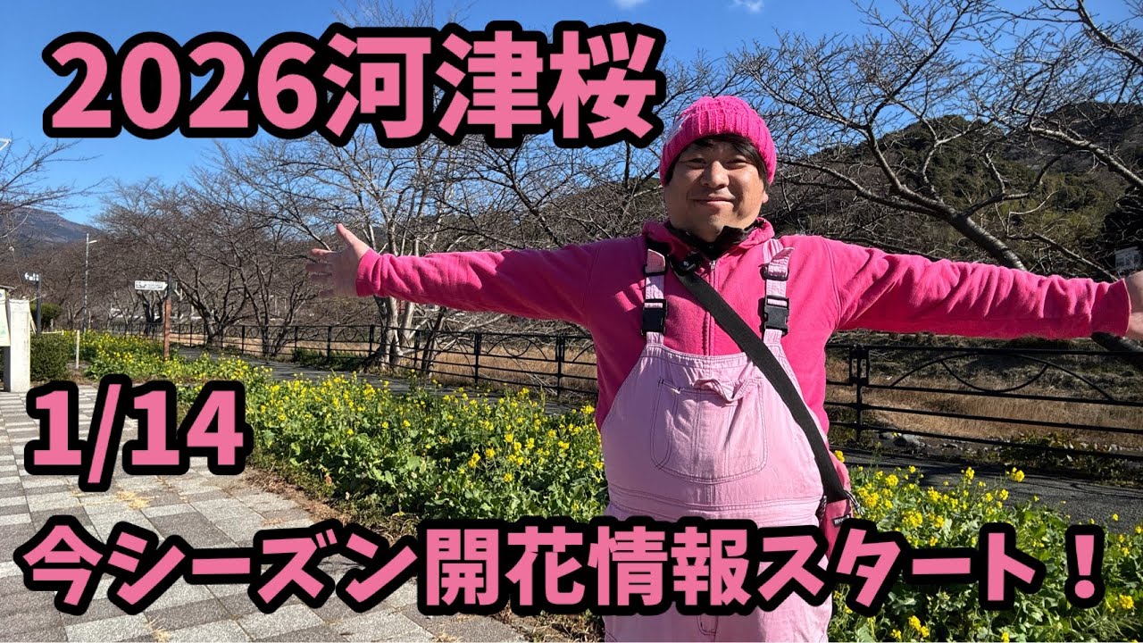 【2026河津桜】 1/14 最新開花予測　つつけん始動　河津桜まつり　