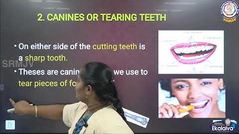 Matric-Class IV-Science-Teeth and Microbes-Part 2