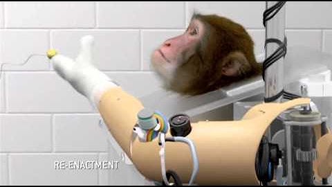 monkey controlling robotic arm through brain.avi