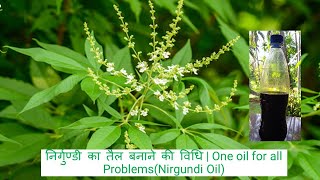 Best pain reliever oil | निर्गुण्डी तैल के चमत्कारी फायदे | Nirgundi (Vitex negundo) & Nirgundi oil