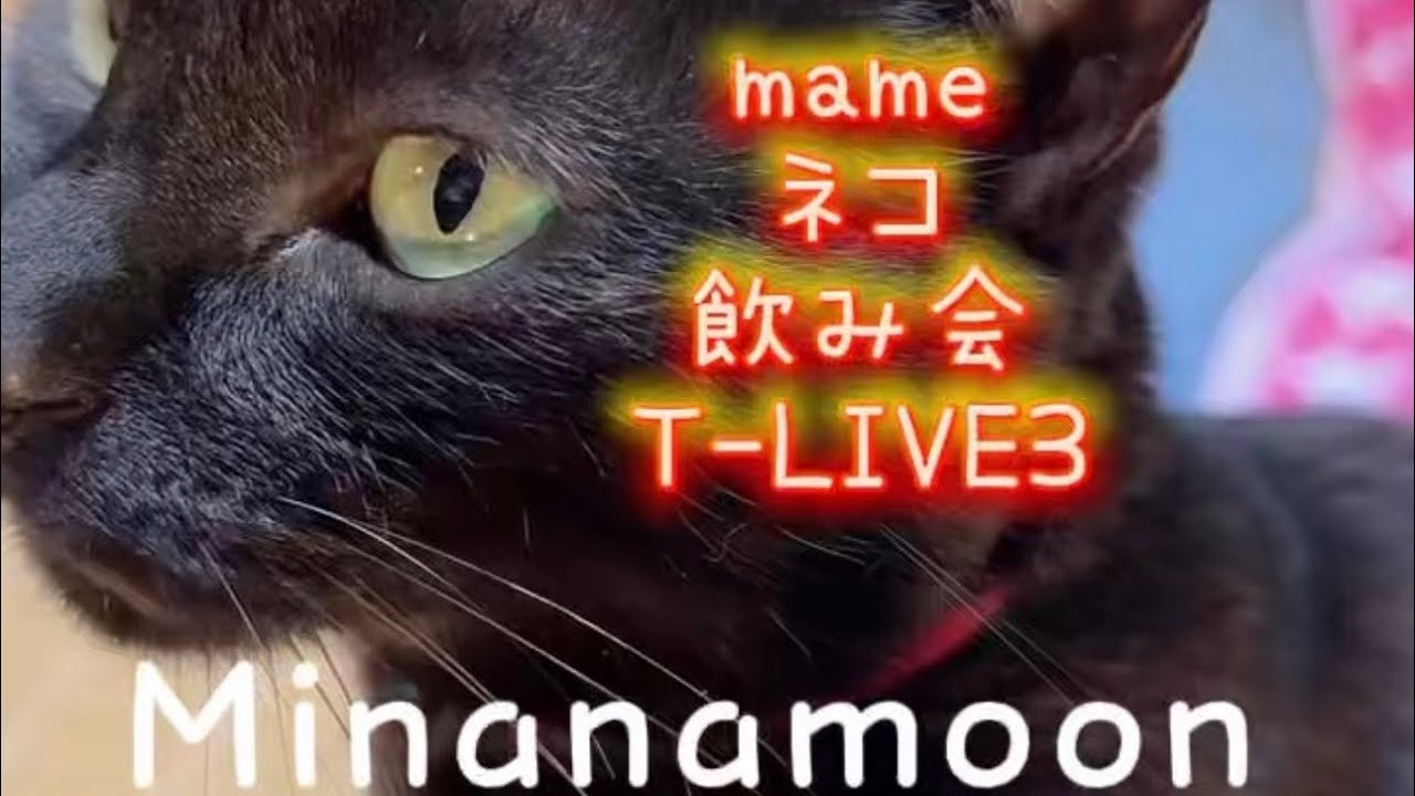 黒光り豆ちゃん毎日猫飲み会❣️T-LIVE3 フルversion❣️Minanamoon