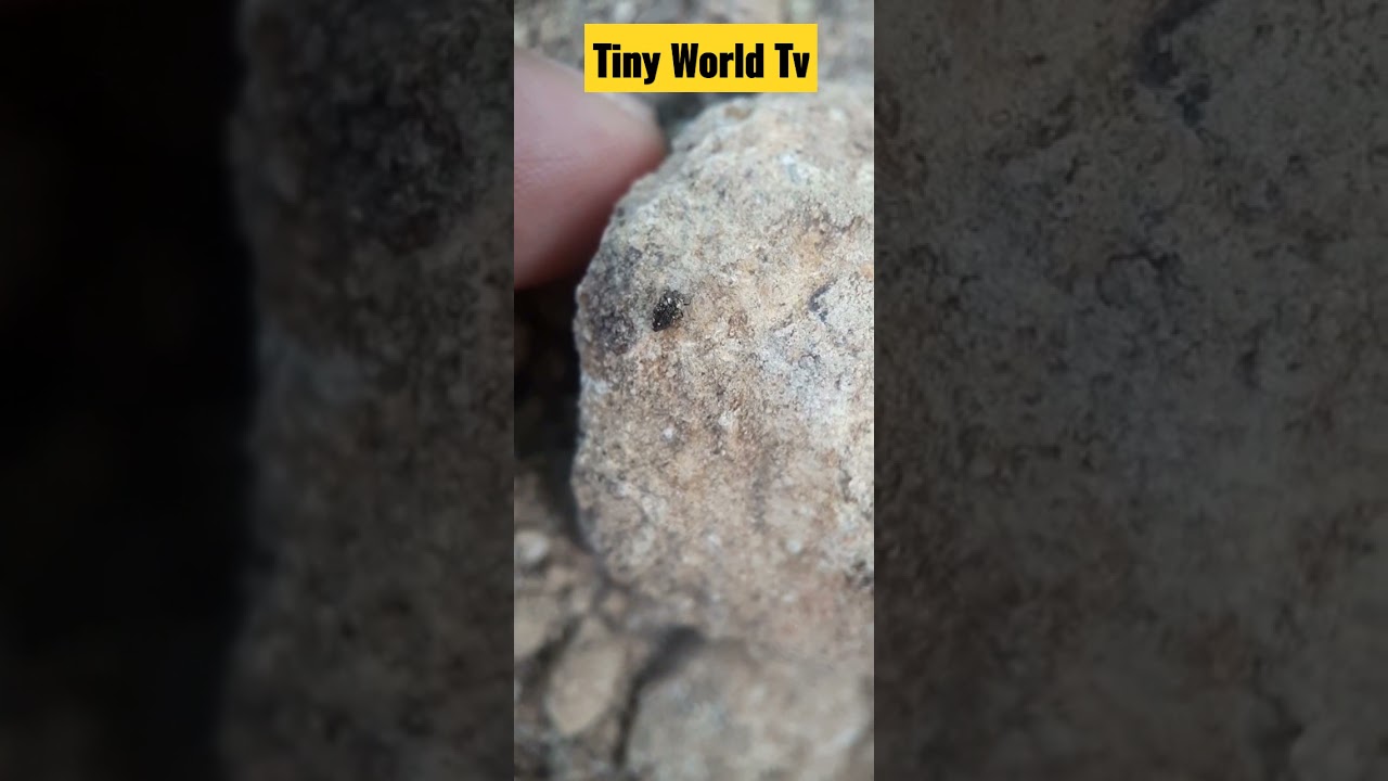 Clover Weevil or Clover Root Weevil | Sitona hispidulus | Short videos 30 seconds | Tiny World TV