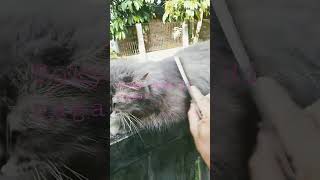 Download Lagu sisir lagi#shorts #kucinglover #persia#makanankucing MP3