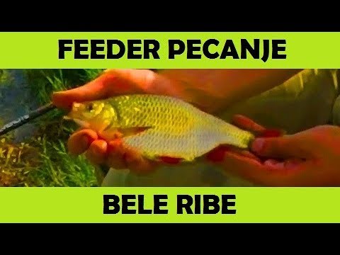 FEEDER PECANJE BELE RIBE Jezero Međeš Šatrinci YouTube