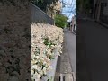 Cảnh đẹp ng coa vui đâu bao giờ #chill #music #lofi #lyrics #nature