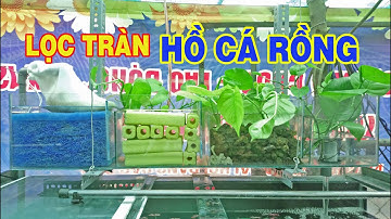 Lọc tràn trên cho hồ cá Rồng - Đơn giản tiết kiệm#arowana #kinhnghiem #arowanatank