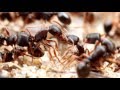 Pavement Ants (Tetramorium) | AntsCanada Tutorial