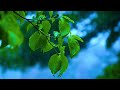 A Leaf In The Rain | Atmospheric Short Film | Nature