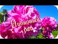 Пионовый рай...❤️ Цветы из райского сада...❤️ Как они божественны!...❤️