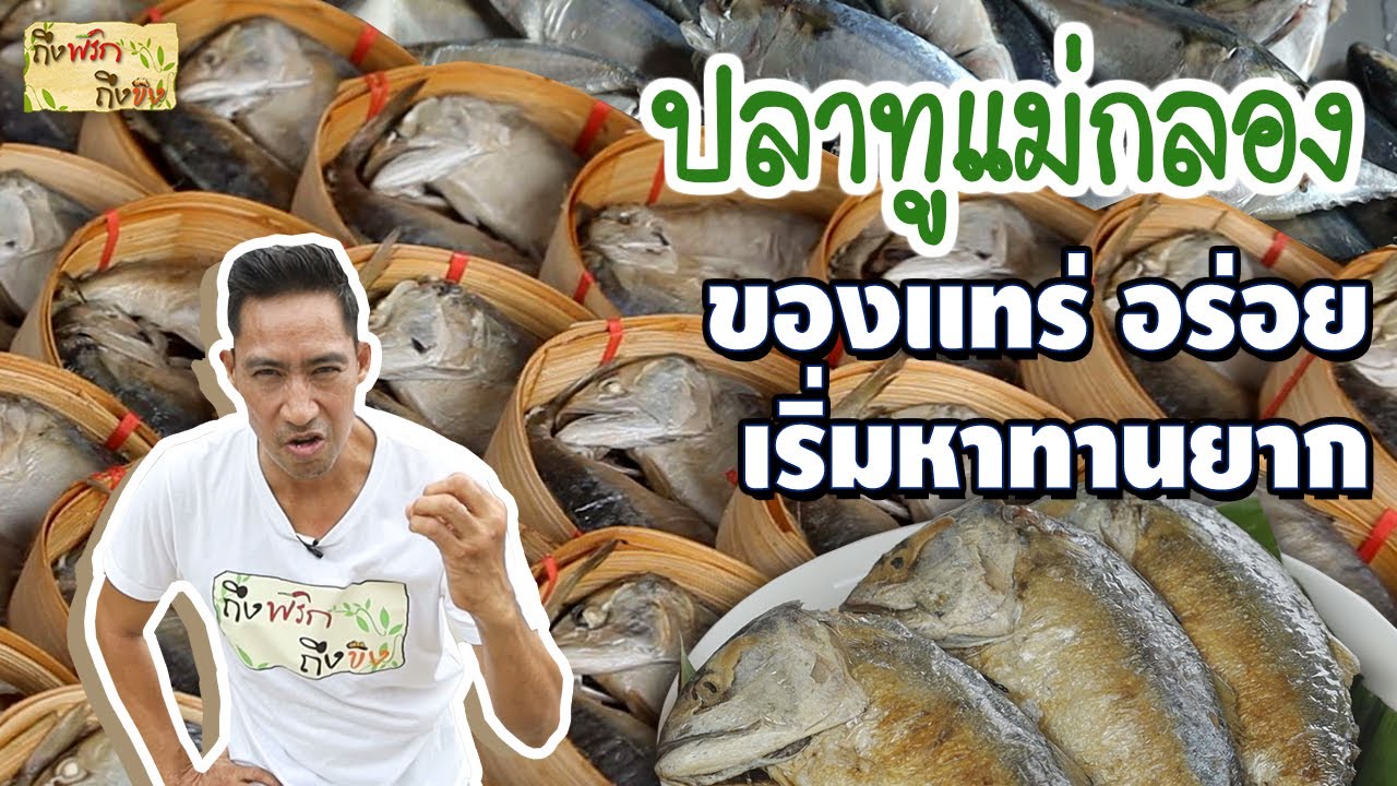 ปลาทูแม่กลอง ของแทร่อร่อย เริ่มหาทานยาก I ถึงพริกถึงขิง
