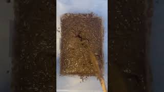 Famous Adding random things until i make a virus Day:12 #virus #shorts #science #fun #box #mixing #viral Net Worth