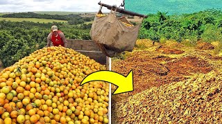 12,000 Tons Of Discarded Oranges Turned The Soil Into This...