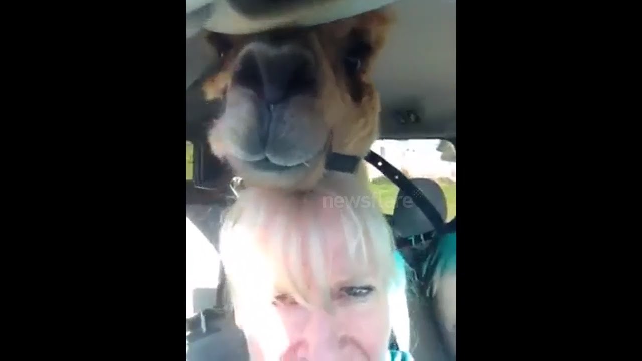 camera iphone 8 plus apk Alpaca Hates Riding in a Van