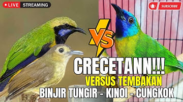 FULL TEMBAKAN MEMATIKAN || BESETAN - CUNGKOK GEREJA TARUNG - TEPUS  || KUNTI MENJERIT PANJANG