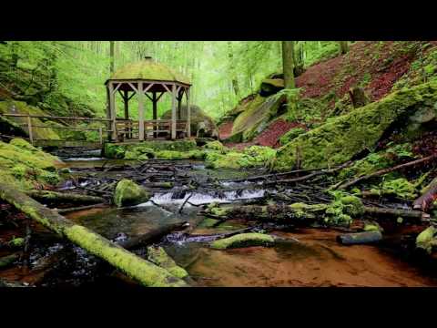 Spanner im wald