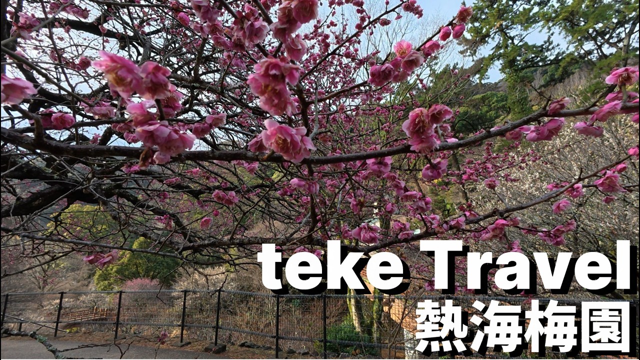 【観光】熱海梅園/静岡県熱海市 日本で最も早咲きの梅として有名な梅園に行ってきました