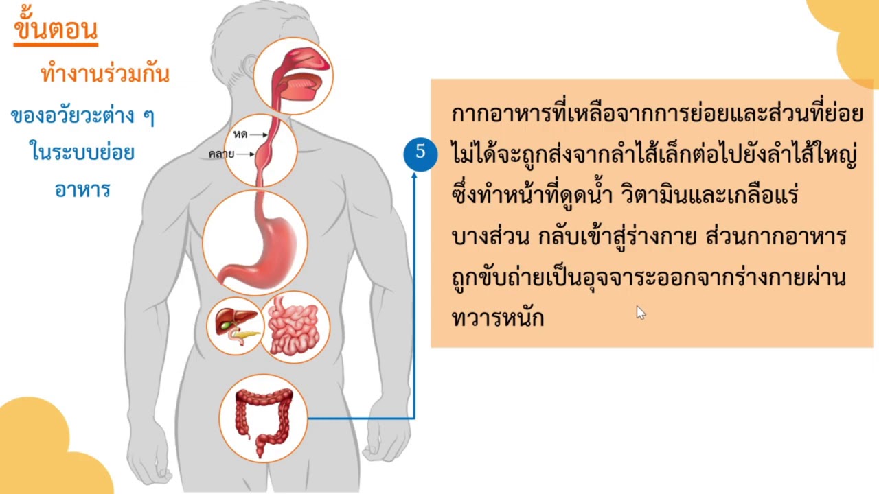 Ep.5 การทำงานของระบบย่อยอาหาร Gr.6 | การ ทำงาน ของ ระบบ ย่อย อาหารเนื้อหาที่เกี่ยวข้องล่าสุดทั้งหมด