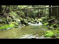 【睡眠用】苔川・せせらぎの音・4K・睡眠・リラックス