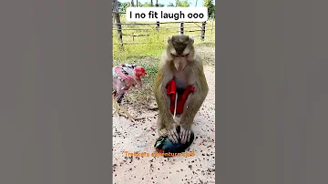 Monkey Vs Cock Comedy 