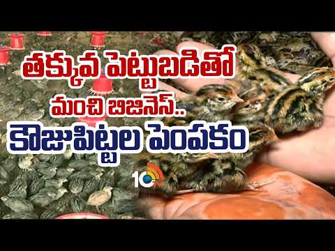 Low Investment Business|Quail Farm Success Story|తక్కువ పెట్టుబడితో మంచి బిజినెస్..కౌజుపిట్టల పెంపకం - 10TVNEWSTELUGU