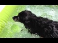 Sherpa swims 2