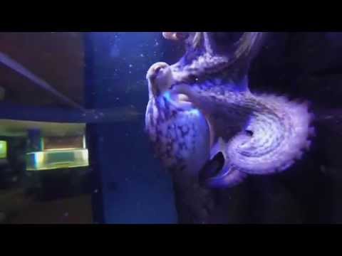 Video: Sådan Slagter Du En Blæksprutte