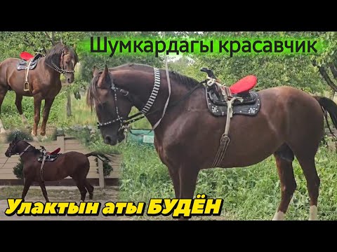 КРАСАВЧИК ШУМКАРДА КҮЛҮК БУДЁН 