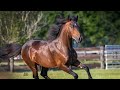 2021 Paso Fino Gelding - Skyhawks El Optimista