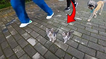A Blind Kitten Stranded On The Roadside, With Countless People Passing By, Yet None Willing To Stop