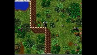 Tibia Valoria