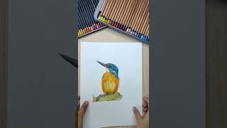 Colored Pencils Bird Illustrations, Sketchbook tour #drawingvideo #artvideos #birdpainting