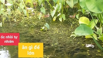 Ốc nhồi lớn không cần cho ăn