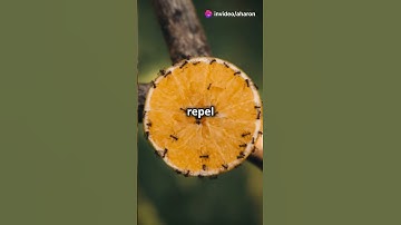 6 Crazy Facts About Mandarins You Won