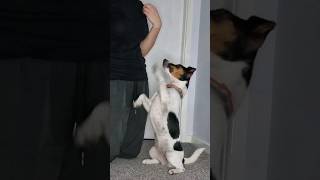 jack russell begging #dog #dogs #puppy #puppies #pet #pets #cute #sweet #happy #tricks #training