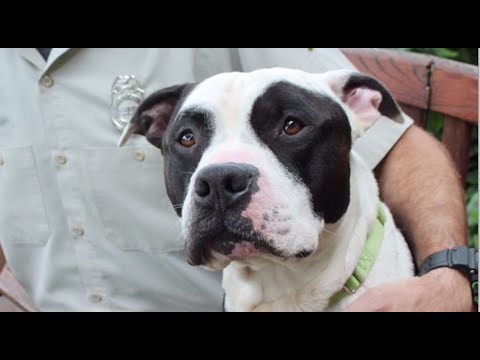 Hawaiian Humane Society: Prevent Animal Cruelty