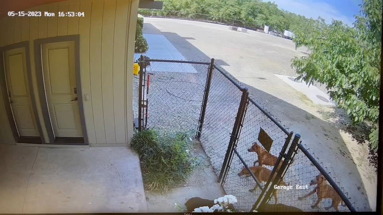 Roaming pack of dogs attacking and killing pets in Fresno County