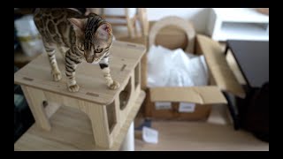 A cat is interfering while assembling the cat tower!  | Fun site