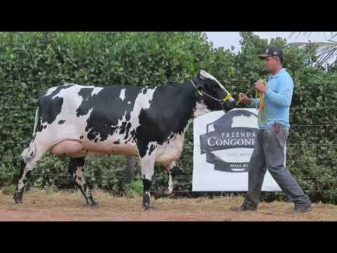 LOTE 27 ROSÁLIA DOBBY F CONGONHAS 5182 CP
