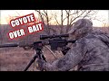 Coyote Over Bait