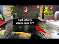 Koi pond huge update i been away far to long loads to show you