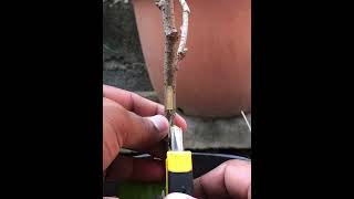 Grafting Branches Tree With Wrap Plastic
