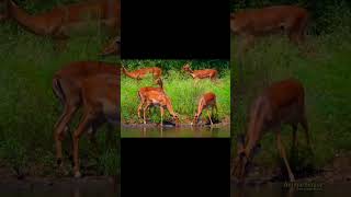 Охота питона на газель! #shorts #wildlife #attack