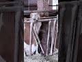 Smart Cow Unlocking Feeding Stanchion Mechanism #worker #process #cow #livestock #feed