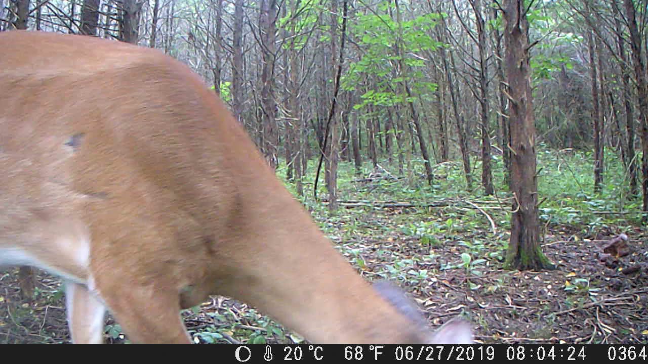 nature magazine Deer saying hello on trail cam