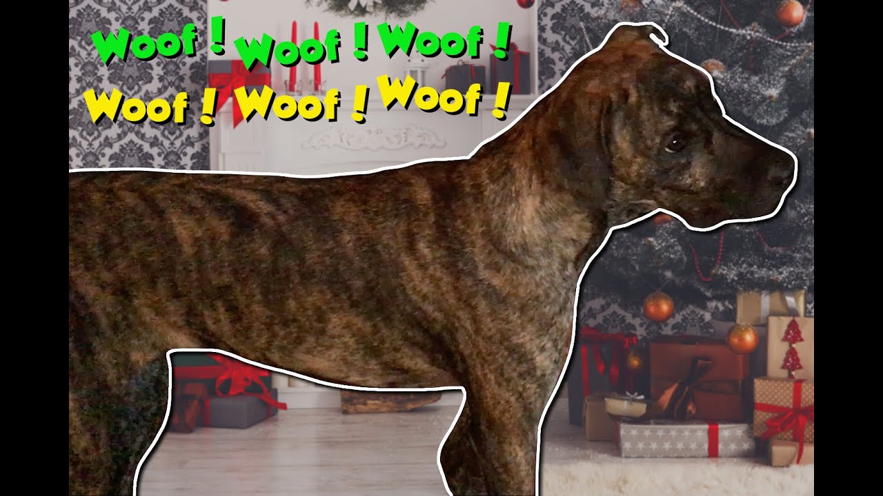 Crazy Dogs React To "Jingle Bells" Sung By Dogs on Radio YouTube