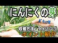 ポッキュッ！っと取れる、にんにくの芽の収穫方法とタイミングのポイント紹介