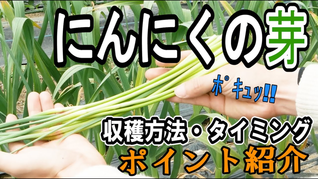 ニンニク の 芽 取り 方