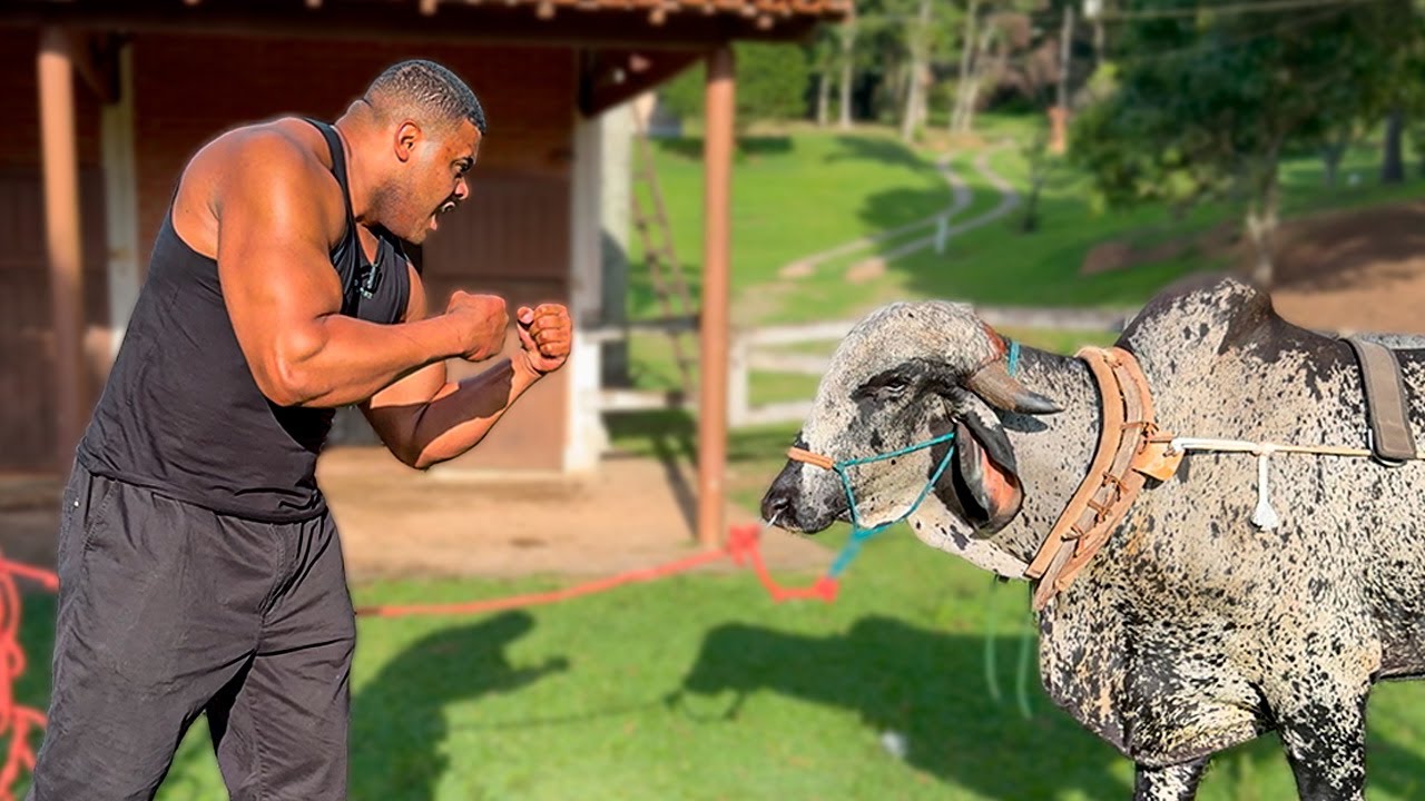 BITELO ENFRENTOU TOURO DE 700KG DO XUCRAO NO CABO DE GUERRA