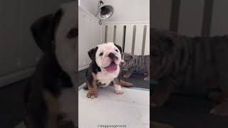 ENGLISH BULLDOG 101: UNDER 60 SECONDS