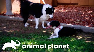 Chase the Dog Joins the Family Farm | Pit Bulls & Parolees | Animal Planet by Animal Planet 27,092 views 10 days ago 9 minutes, 51 seconds